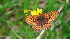 Bild: Schmetterling 33 Kleiner Feuerfalter – Klick zum Vergrößern