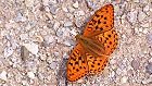 Bild: Schmetterling 34 Kleiner Feuerfalter – Klick zum Vergrößern