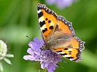 Bild: Schmetterling 35 Kleiner Fuchs – Klick zum Vergrößern