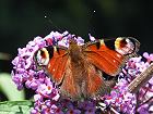 Bild: Schmetterling 36 Tagpfauenauge – Klick zum Vergrößern