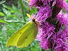 Bild: Schmetterling 37 Zitronenfalter – Klick zum Vergrößern