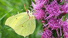 Bild: Schmetterling 38 Zitronenfalter – Klick zum Vergrößern