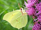 Bild: Schmetterling 38 Zitronenfalter – Klick zum Vergrößern