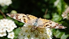 Bild: Schmetterling 40 – Klick zum Vergrößern