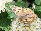 Bild: Schmetterling 41 – Klick zum Vergrößern