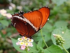Bild: Schmetterling 42 – Klick zum Vergrößern