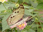 Bild: Schmetterling 43 – Klick zum Vergrößern