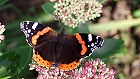 Bild: Schmetterling Admiral 1 – Klick zum Vergrößern
