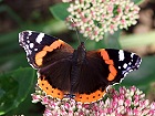 Bild: Schmetterling Admiral 1 – Klick zum Vergrößern