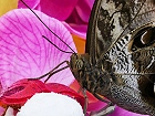 Bild: Schmetterling Gesicht 02 – Klick zum Vergrößern