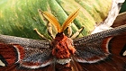 Bild: Schmetterling Gesicht 03 – Klick zum Vergrößern