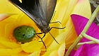 Bild: Schmetterling Gesicht 05 – Klick zum Vergrößern