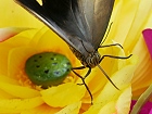 Bild: Schmetterling Gesicht 05 – Klick zum Vergrößern