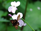 Bild: Schmetterlinge 02 – Klick zum Vergrößern