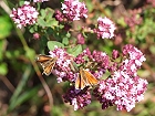 Bild: Schmetterlinge 03 – Klick zum Vergrößern