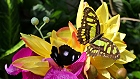 Bild: Schmetterlinge 04 – Klick zum Vergrößern