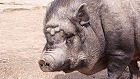 Bild: Schwein 01 Gesicht – Klick zum Vergrößern