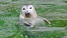 Bild: Seehund 01 – Klick zum Vergrößern