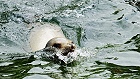 Bild: Kalifornischer Seelöwe 01 – Klick zum Vergrößern