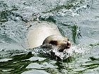 Bild: Kalifornischer Seelöwe 01 – Klick zum Vergrößern