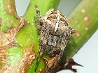 Bild: Spinne 01&nbsp;&ndash; Klick zum Vergr&ouml;&szlig;ern