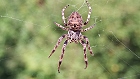Bild: Spinne 02 – Klick zum Vergrößern