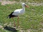 Bild: Storch 01&nbsp;&ndash; Klick zum Vergr&ouml;&szlig;ern