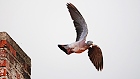 Bild: Taube 03 Flug – Klick zum Vergrößern