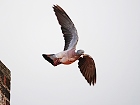 Bild: Taube 03 Flug – Klick zum Vergrößern