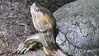 Bild: Terekay-Schienenschildkröte 01 – Klick zum Vergrößern