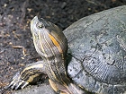 Bild: Terekay-Schienenschildkröte 01 – Klick zum Vergrößern
