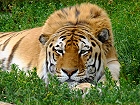 Bild: Tiger – Klick zum Vergrößern