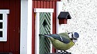 Bild: Treusorgender Vogelpapi 3 – Klick zum Vergrößern