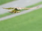 Bild: Vogel 14 – Klick zum Vergrößern