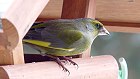 Bild: Vogelhausvogel 01 – Klick zum Vergrößern