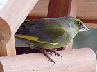 Bild: Vogelhausvogel 01 – Klick zum Vergrößern