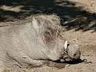 Bild: Warzenschwein – Klick zum Vergrößern