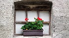 Bild: Blumenfenster 03 – Klick zum Vergrößern