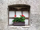 Bild: Blumenfenster 03 – Klick zum Vergrößern