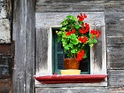 Bild: Blumenfenster 08 – Klick zum Vergrößern