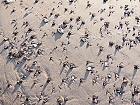 Bild: Sand Steine Muscheln 02 – Klick zum Vergrößern