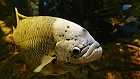 Bild: Fisch 04 – Klick zum Vergrößern