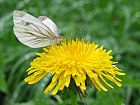 Bild: Schmetterling 17 – Klick zum Vergrößern