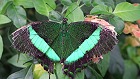 Bild: Schmetterling 18 – Klick zum Vergrößern